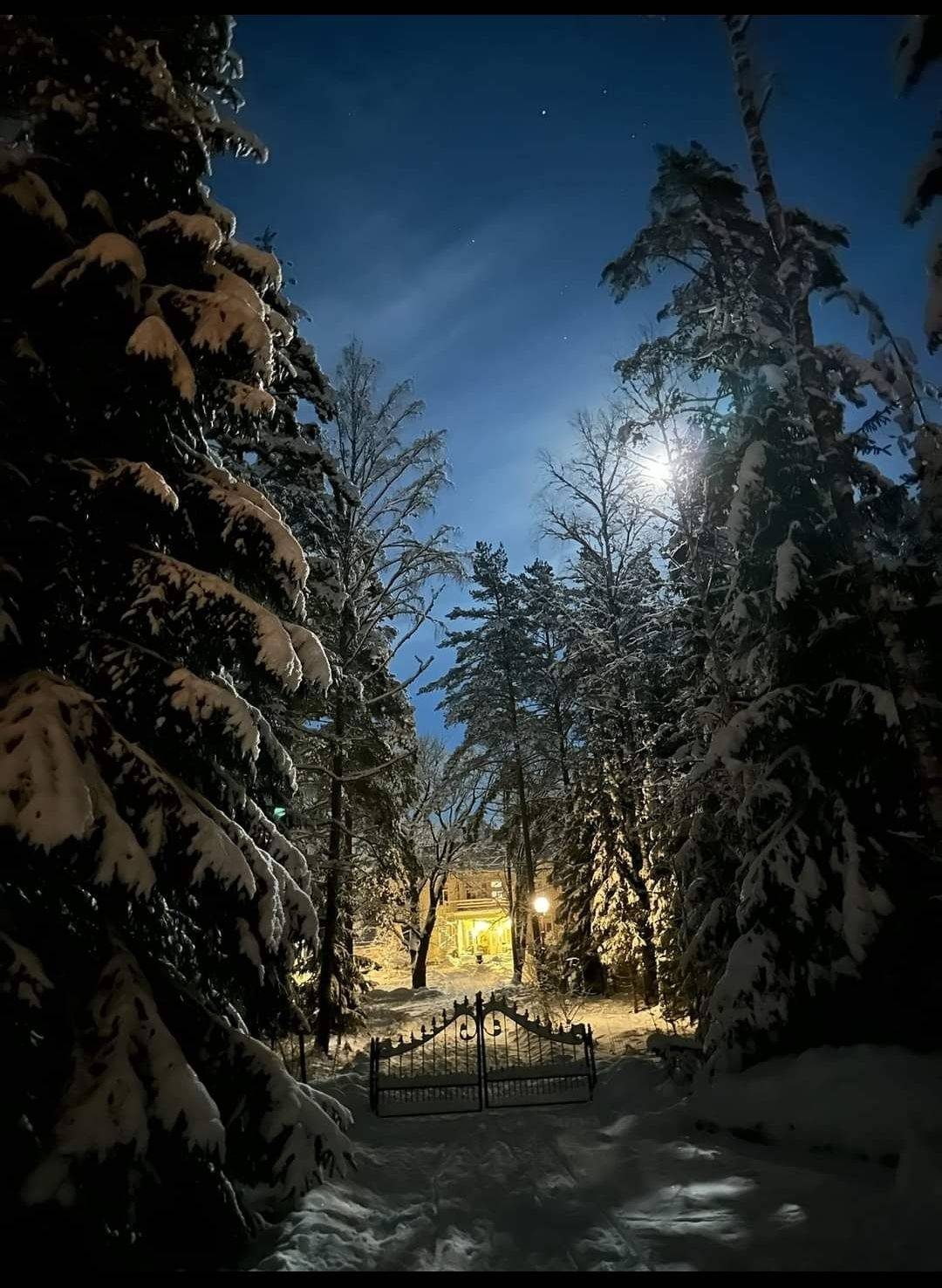 Snötyngda granar och smidesgrind vid infarten en vinterkväll